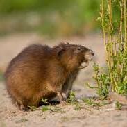 Team Page: Lindsay's Muskrats